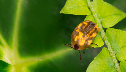 Mite insect sitting on a green plant, waiting for its prey. Tick-borne encephalitis epidemic. Season ticks in park areas and forests. Background from plants with copy space for text, long banner.