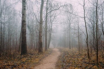 Obraz premium Autumn forest fog scenery pines abandoned in Belarus Minsk
