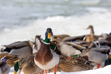 Flock of mallard duck on the bank river