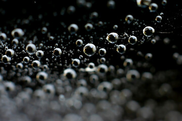 Natural background with spiderweb. Blurred black backdrop with plenty round small water drops on...