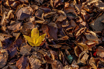A yellow leaf rests on a bed of dry brown leaves