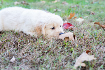 Golden Retriever Puppies