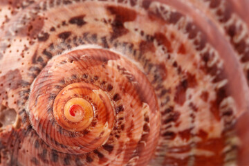 white with brown spots seashell with spiral, macro, close-up, isolate on a white background