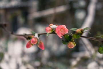 Pink flowers with green leaves bloomed in early spring and are covered with white snow on a blurred background.