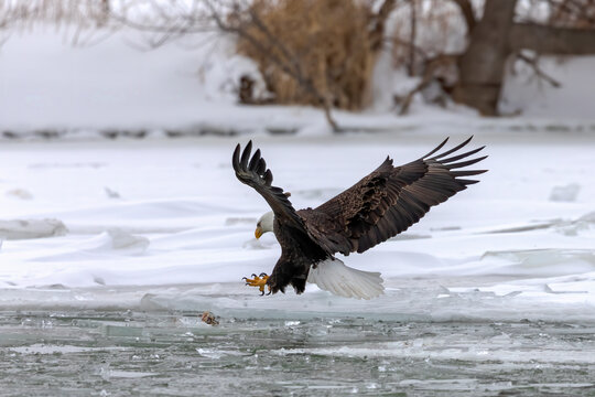 Bald eagle in flight over a frozen river while hunting for food