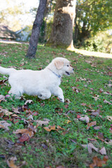 Obraz premium Golden Retriever Puppies