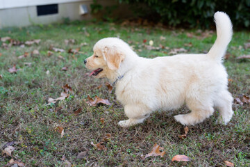 Golden Retriever Puppies