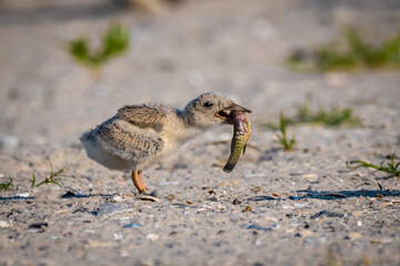 a baby black skimmer eating a fish on a beach