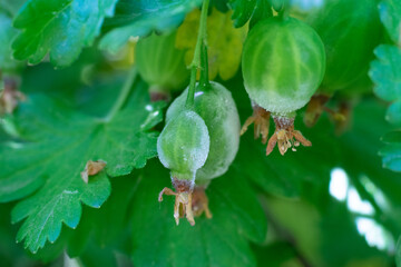 Gooseberry berries growing on bush in the garden damaged with white mold called powdery mildew or fungal mold. Unripe bad harvest