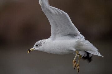 seagull in flight
