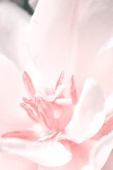 Vertical photo of tulip in pink tones. Floral bacdrop with copy space