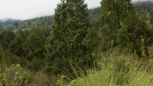 Tilt. Bosque templado con bruma. Nevado de Colima. M&eacute;xico
