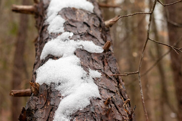 tree trunk with snow