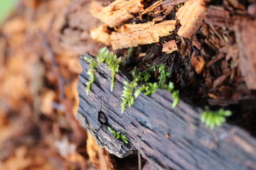 moss on wood