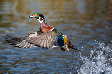 a male wood duck is taking off from the lake © Jay