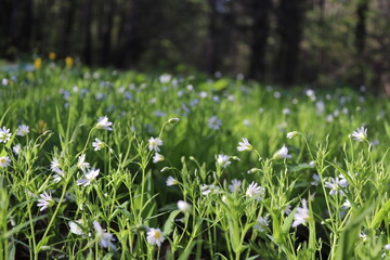 Obraz premium stellaria holostea