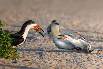 black skimmer feeding its baby on the beach