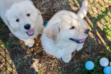 Golden Retriever Puppies