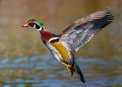 Wood Duck Flying Images – Browse 16,286 Stock Photos, Vectors, and Video |  Adobe Stock
