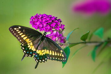 black view  of a swallow tailed butterfly on a butterfly bush