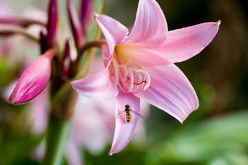 Fototapeta na wymiar Insect pollinating a lily flower.