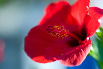 red hibiscus flower