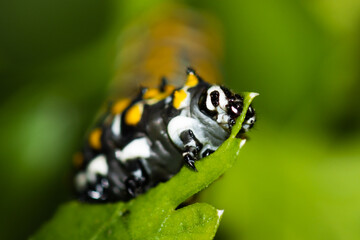 close up of a swallow butterfly caterpillar feeding on a leaf