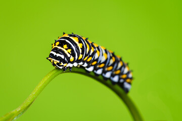 a swallow butterfly caterpillar on a twig with green background