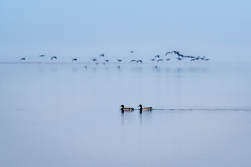 a pair of ducks swimming with a flock of Canadian geese flying in the background