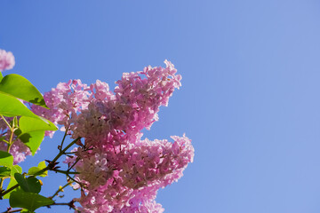 View on the pink flowers of the lilac - with space for text or other ideas.Lilac branches on a background of blue sky. Flowering bush. Blue sky. pink lilac. spring or summer time