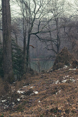 morning in the woods