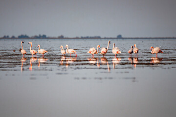 flamingos in the lake , Miankaleh , Iran