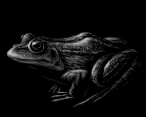 Frog. Black and white graphic, vector portrait of a frog on a black background. Digital vector graphics.