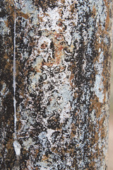 rusty texture