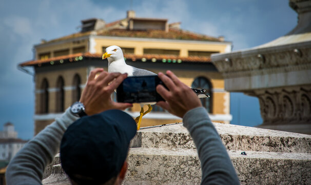 Una gaviota contempla la ciudad de Roma desde lo alto del "Altar de la Patria", en Roma, con un turista que trata de hacerle fotos con su smartphone