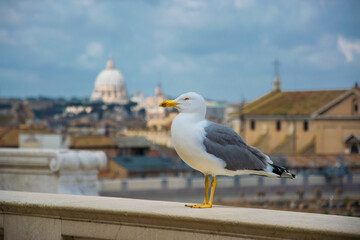Una gaviota contempla la ciudad de Roma desde lo alto del 