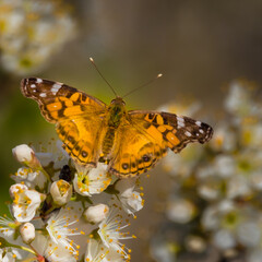 a pain lady butterfly on a flower