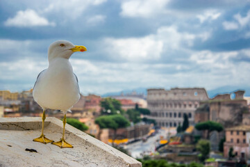 Una gaviota contempla la ciudad de Roma desde lo alto del 
