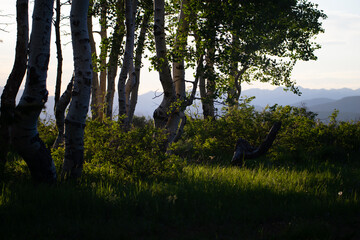 Sunset in the forest above Strawberry reservoir, Utah.