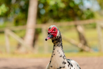 pato de lago