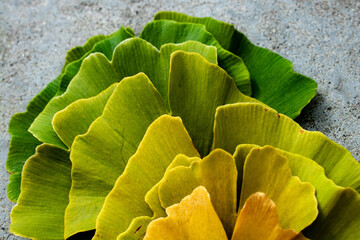 Leaves with natural gradient colors