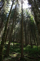 Conifers in the Bois Barbu forest tower above a carpet of ferns in a July afternoon light (hamlet of Valchevrière, Vercors, France)