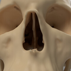 human skull head of a man, anatomical model in photo studio