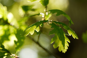 Young oak leaves in spring.