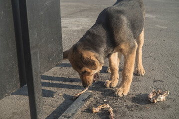 
puppy teen found himself to eat