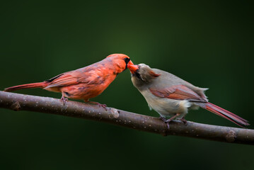 a pair of cardinal birds on the branch, kissing each other