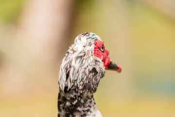 pato de lago