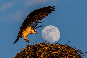 osprey eagle landing on its nest with the full moon on top of its nest, as if a huge egg © Jay