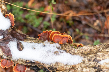 fungus on tree