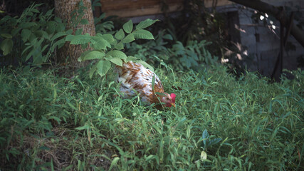 Georgian chicken walks in greenery
